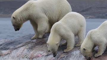 Sự Khốc Liệt Của Tự Nhiên - Gấu Bắc Cực Và Cuộc Săn Mồi Đầy Nước Mắt