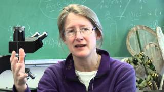 Bee swarms - Citizen Science: Bee curious! Wealth