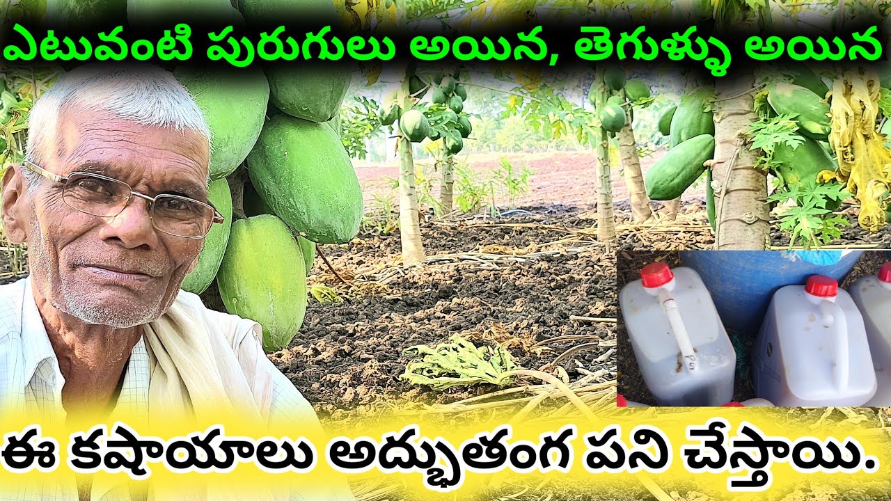 Natural Farming|Khasayalu Uses|దసపర్ని కషాయం|వేప కషాయం|అగ్ని అశ్రము|తూటి కాడ కషాయం.
