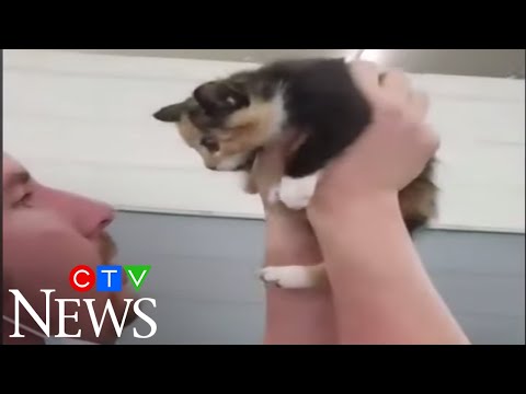 Mechanics free kitten trapped in car dashboard