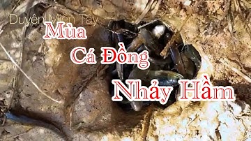 Săn Bắt Miền Tây: Nghề Đào Hầm Bắt Cá Đồng Mùa Lạnh Độc Đáo!