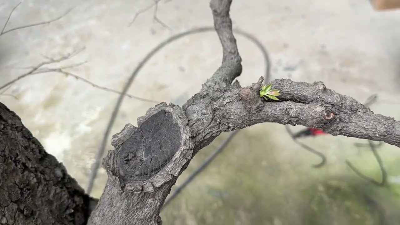 Ngắm muội hồng , thanh hương các bác ơi