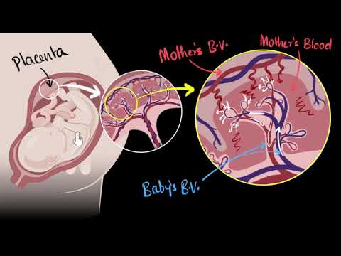 Placenta | How do organisms reproduce | Biology | Khan Academy
