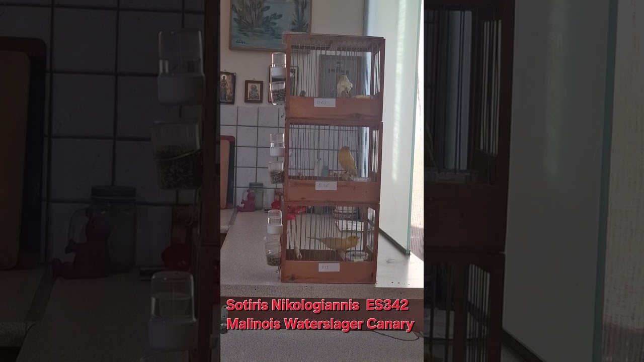 Sotos The Birds:Malinois Waterslager Canary Sotiris Nikologiannis ES342...