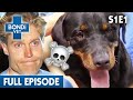 🐶 Dog Can't Run Properly | FULL EPISODE | S01E01 | Bondi Vet