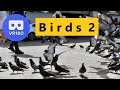 Vr180 3D Birds 2