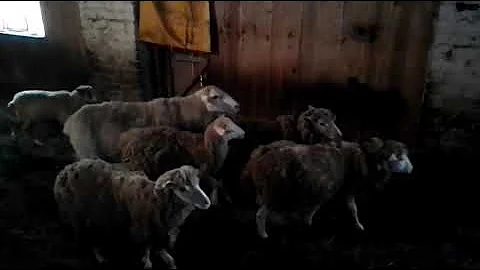 Случка овец. Как покрыть овцу. Sheep knit