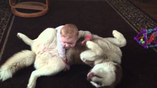 7 month old baby tries playing with Husky and the results a