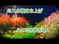 ミニ・ラスボラ水槽（45㎝）