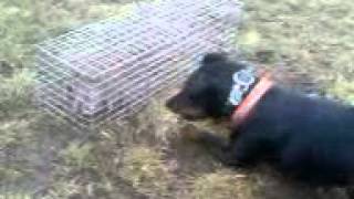 Jagdterrier Timi In Action 1