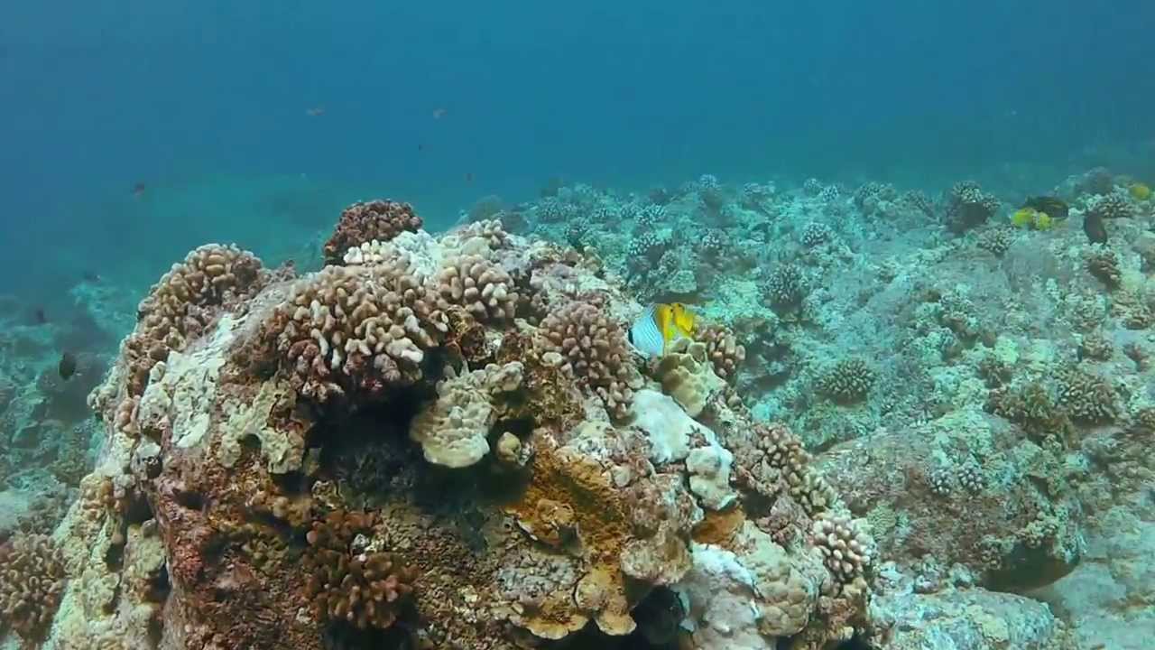 Diving the Big Island, Hawaii - YouTube