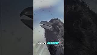 Crows Hold Funerals?! Here’s Why!