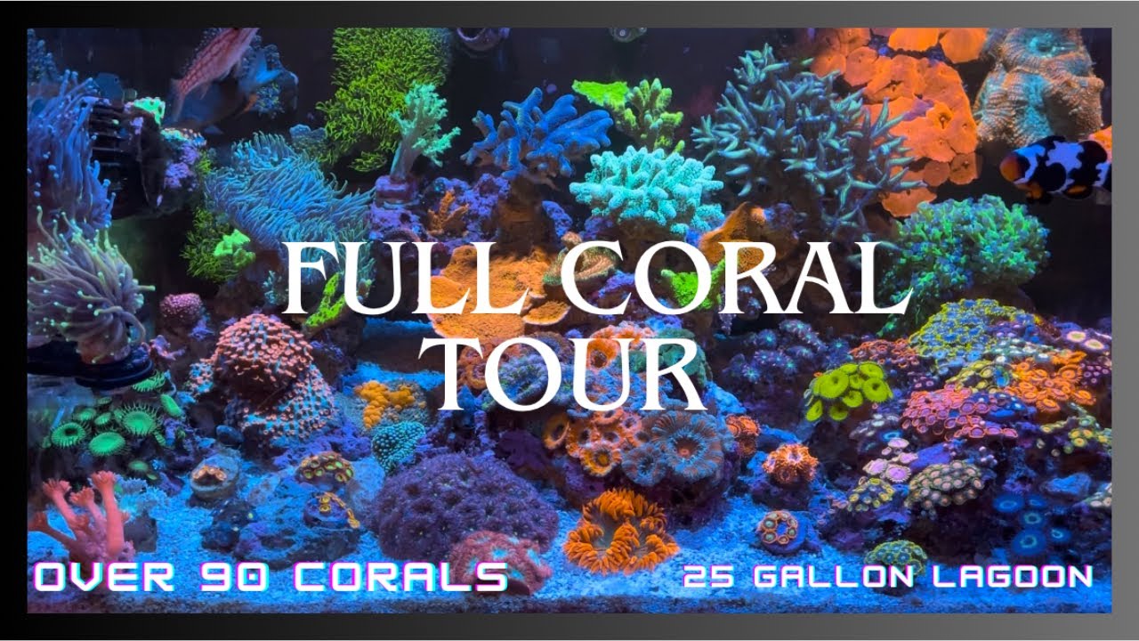 Complete Coral Tour! Every Coral In My Nano Saltwater Reef Tank Aquarium! Naming Over 90 Corals!