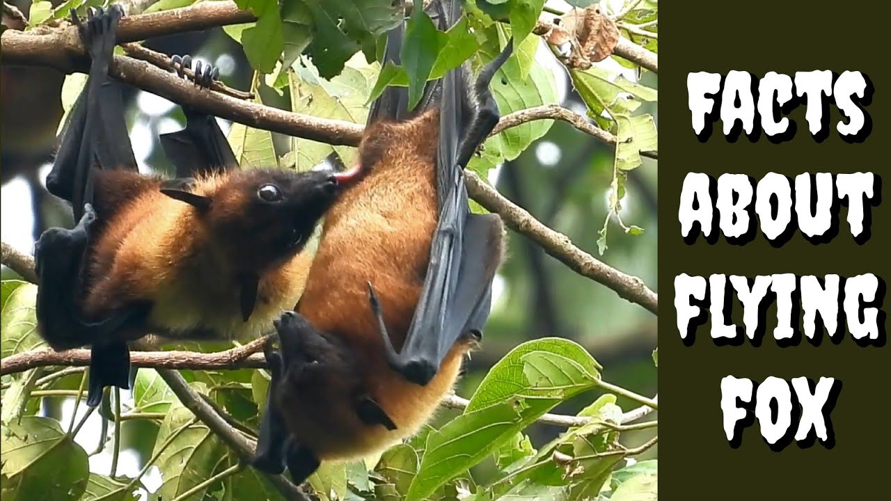 Facts about the flying foxes #bats #fruitbat #flyingfox #wildlife #nature #mamalife #mating #asmr