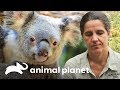 ¡Koala embarazada de gemelos es llevada al veterinario de emergencia! | Los Irwin | Animal Planet