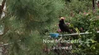 Joe the Crow - Part II