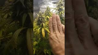 Grow Hack Remove Fan Leaves From Blooming Cannabis Plants To Increase Yield & Bud Size -