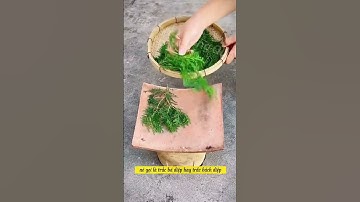 Những bài thuốc thần kỳ từ cây trắc bách diệp