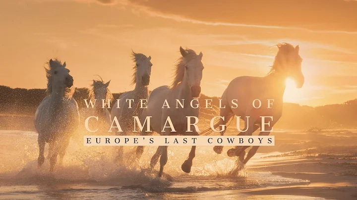 White Angels of Camargue - Europe's Last Cowboys (4K) - DayDayNews
