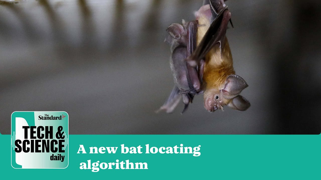 Why a new bat locating algorithm is needed | Tech & Science Daily podcast