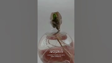 قَالَ رَبِّ إِنِّى دَعَوْتُ قَوْمِى لَيْلًا وَنَهَارًا - ماهر المعيقلي - سورة نوح . #اذكر_الله #قران