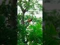 wildlife photography with adcome 8x telephoto zoom lens || adcome telephoto lens photography vedeo