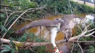 The Changeable Hawk Eagle training part 3