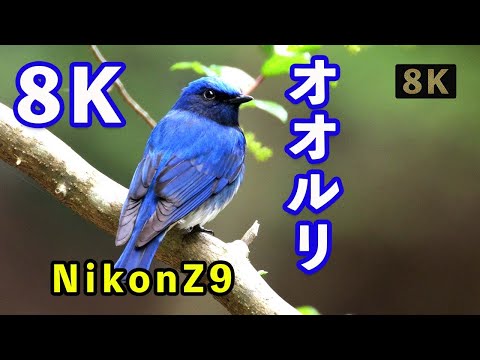 Nikon Z9 野鳥】オオルリ鳴き声/さえずり（夏鳥）、「8K映像