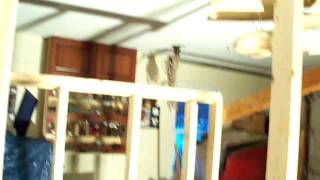 chicken coop building 101 2