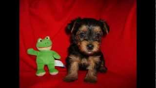 Affordable Pups Reviews