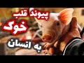 کاملا عجیب ولی واقعی خوکی که جانی دوباره باقلبش به انسان میدهد 