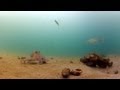 オコゼとタコの出会いにビックリ！【水中映像】