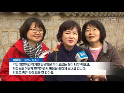 [포항MBC뉴스]경주 벚꽃 속으로.. 축제 개막