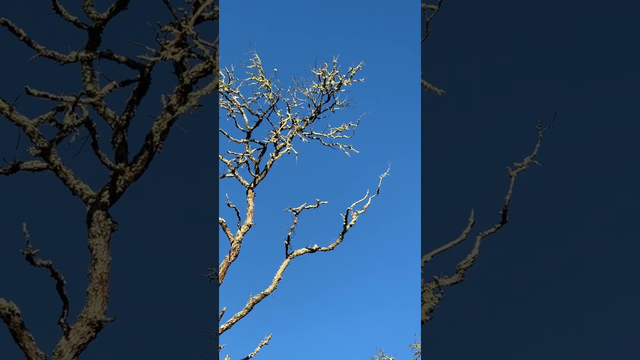 Swallows Foothill Regional Park, Windsor California July 18th 7:11 AM