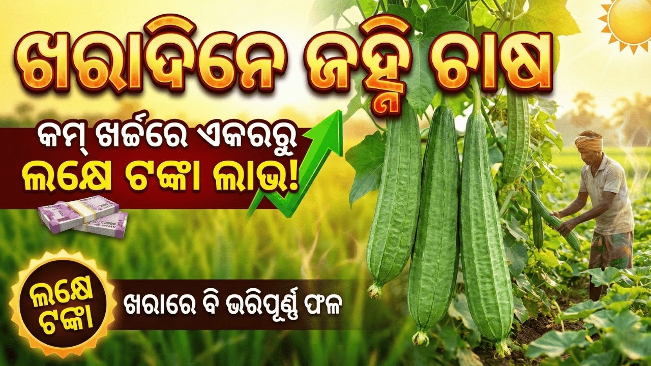 ଖରାଦିନେ ଜହ୍ନି ଚାଷ: କମ୍ ଖର୍ଚ୍ଚରେ ଏକରରୁ ଲକ୍ଷେ ଟଙ୍କା ଲାଭ! | Summer Ridge Gourd Farming