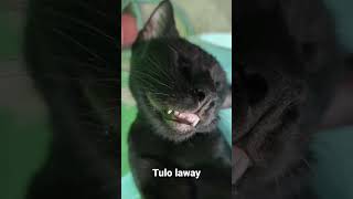 Download Lagu PUSANG LAMPONG !!! #shorts MP3