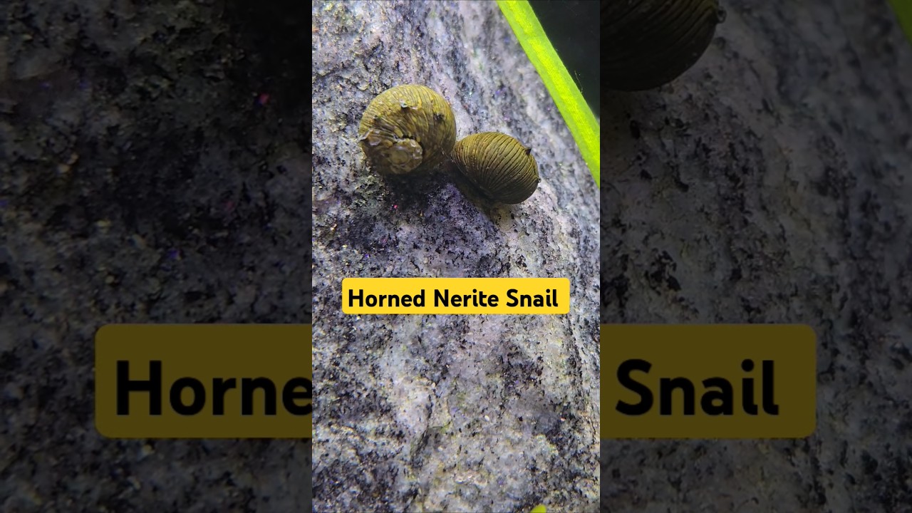🐌Horned Nerite Snails 