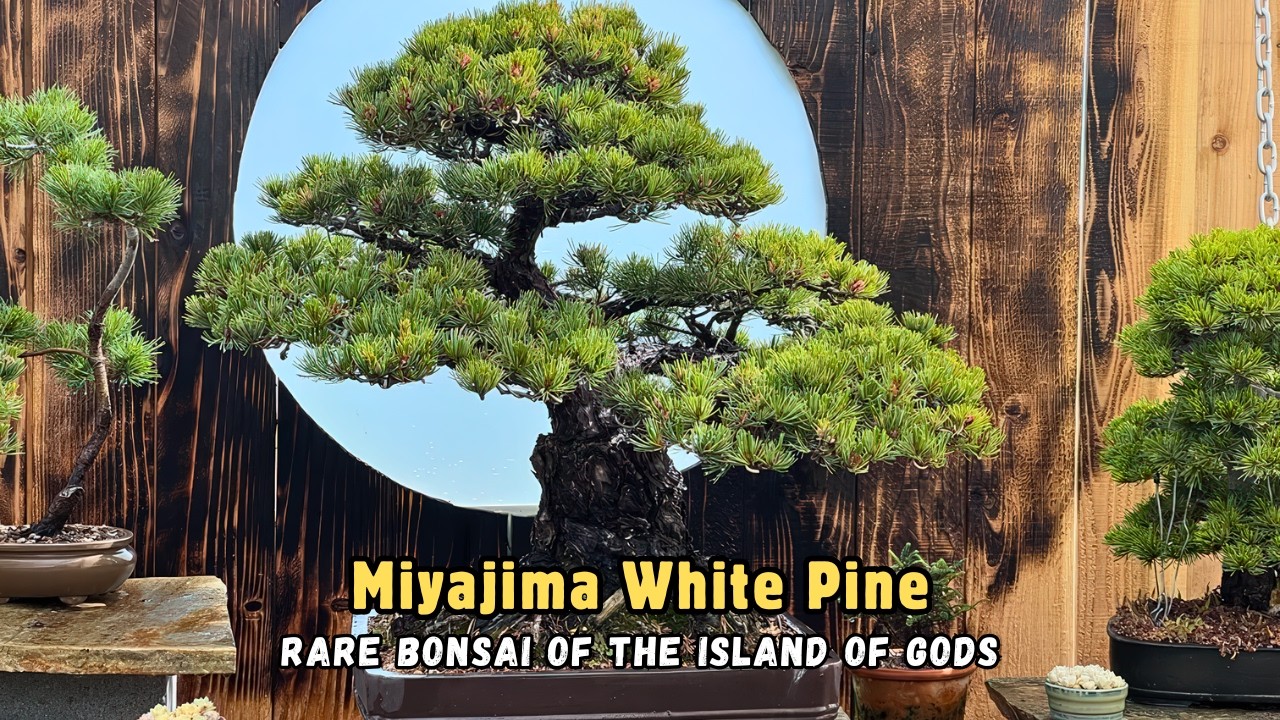 Редкий бонсай | Священная белая сосна Миядзимы — живая легенда Японии