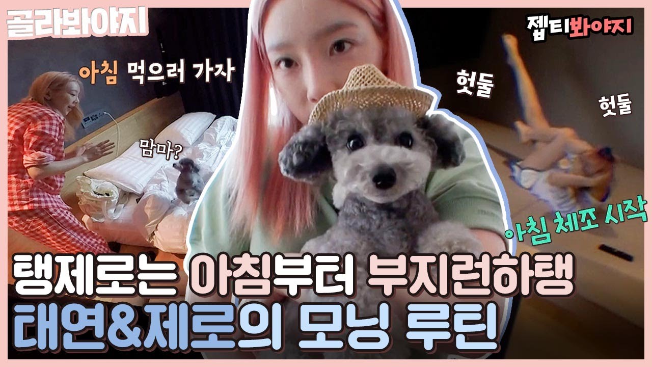 [골라봐야지] 아침에 눈뜨면 옆에 탱구&제로가 있는 삶이란,, 부지런한 아침형 인간 태연의 모닝 루틴 모음❣｜펫키지｜JTBC 211018 방송 외