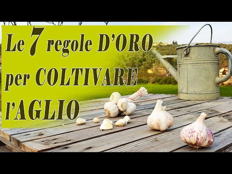 Video: Come coltivare l'aglio: consigli