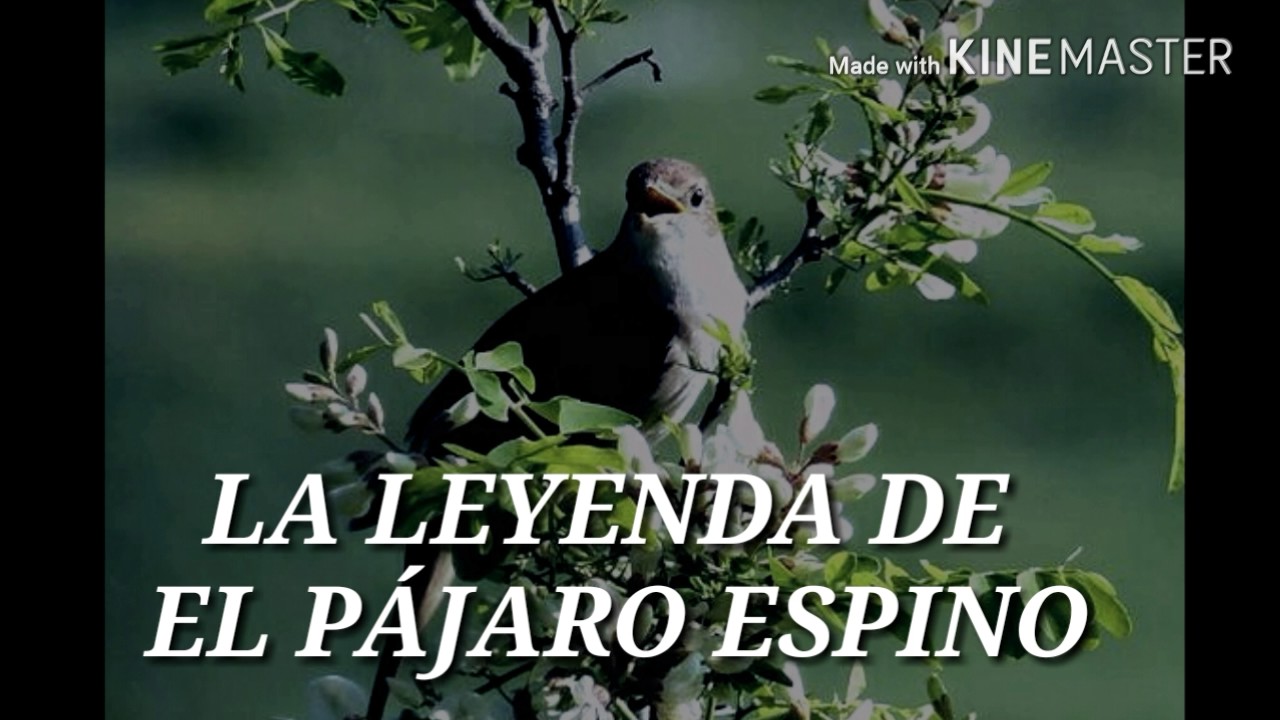 La Leyenda De El Pajaro Espino Youtube