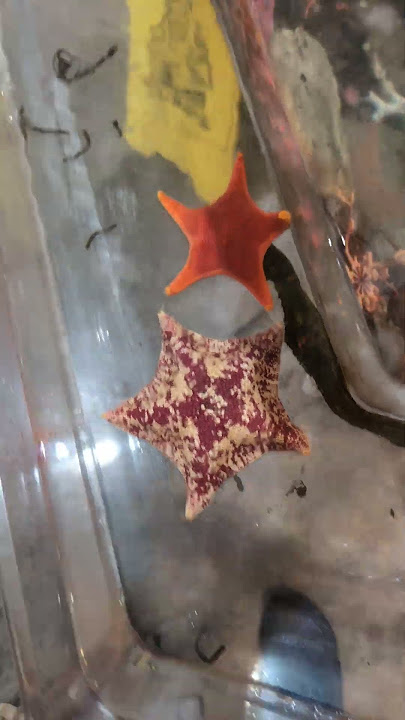 Starfish Chilling Out in Charleston #shorts