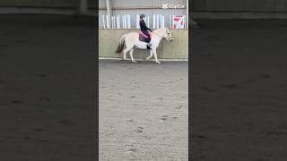 Vores bedste dag🥹♥️ han var dog lidt doven..🫣 #equestrianjourney #equestrian #horse #pony