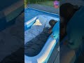 This is the most epic pool vibe! #shorts #tiktokcompilation