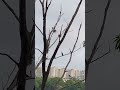 A Tale of Kaikondrahalli Lake 🏝️ 6 AM Morning Walk 🚶♂️🕕 🌅 Bird Watching 🦢 Lakes in Bengaluru 🏡 #4k