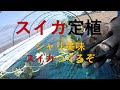 スイカ定植始まる。シャリうまスイカ作るぞ!!今日は670本定植だ。7月の収穫に向けて頑張るぞ