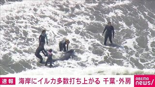 【速報】イルカが海岸に多数打ち上げられる　千葉・外房(2023年4月3日)