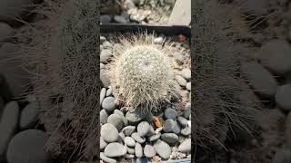 Mammillaria hahniana