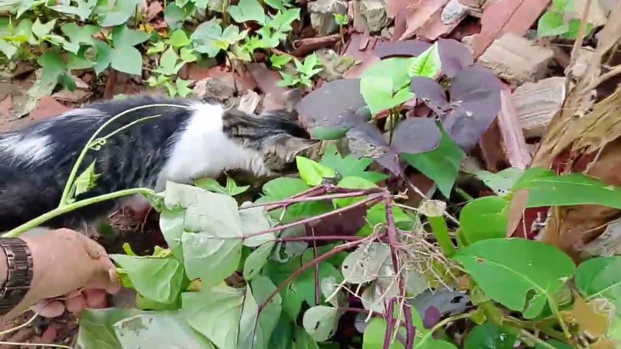 Limpando os pe de cana 