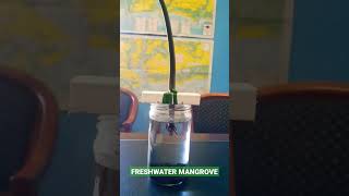 Celebrity Mangrove Tree Start for Future Aquarium Wealth